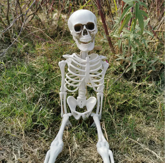 Authentic Halloween Skeleton